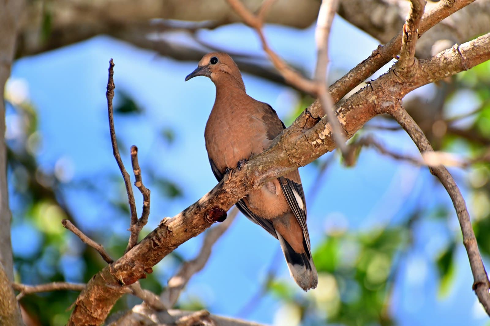 Pigeon Forge — a bird perched on a branch of a tree