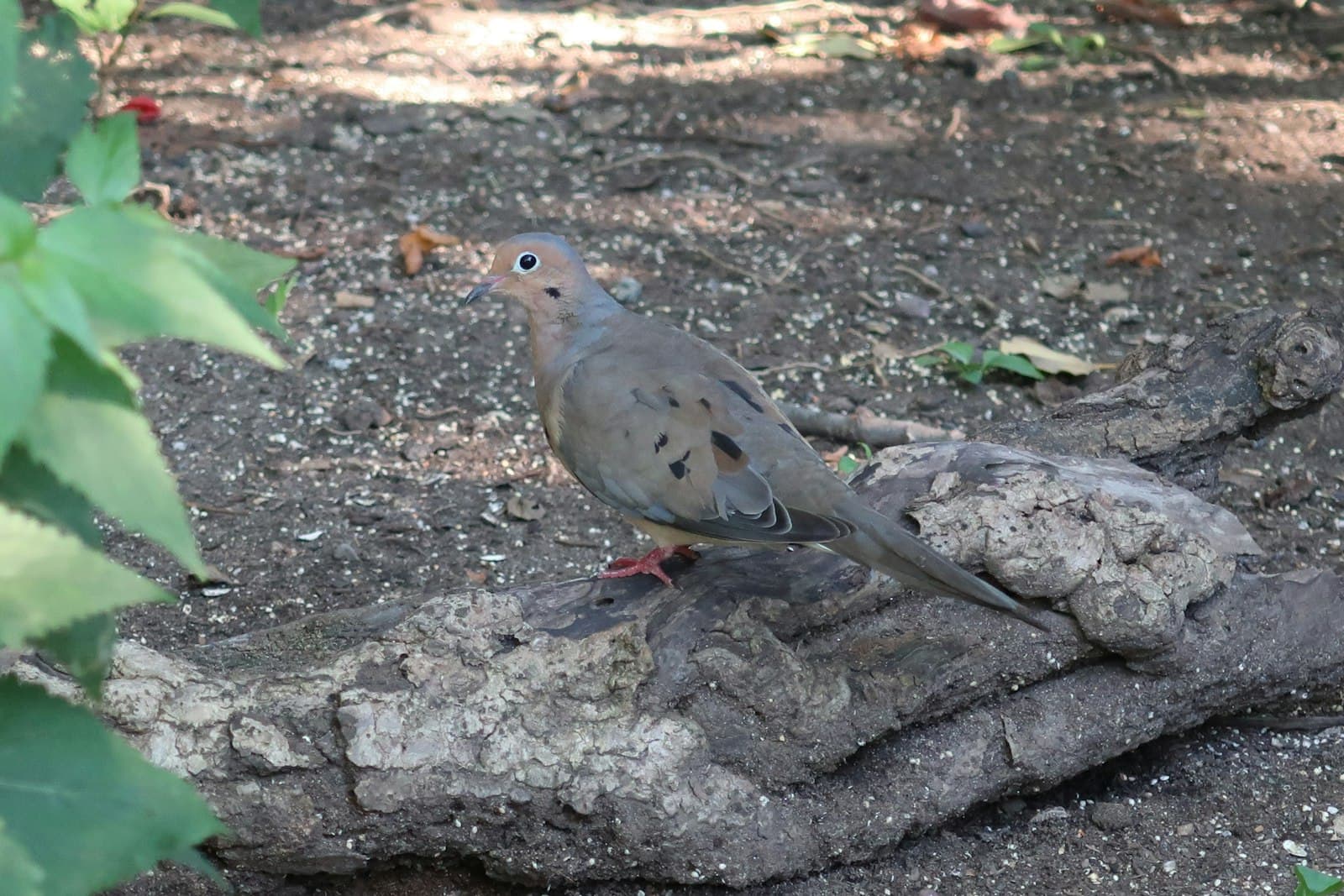 Pigeon Forge — A bird sitting on a rock in the middle of a forest