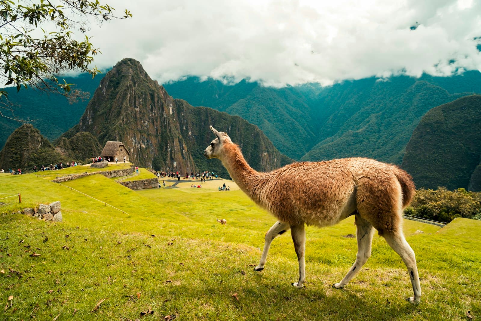 Pisac — brown 4-legged farm animal standing on grass