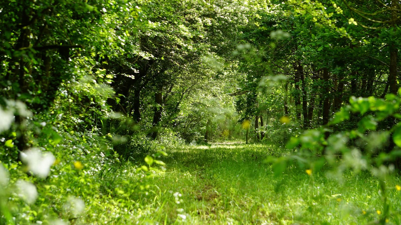Pornic — green grass field and green trees