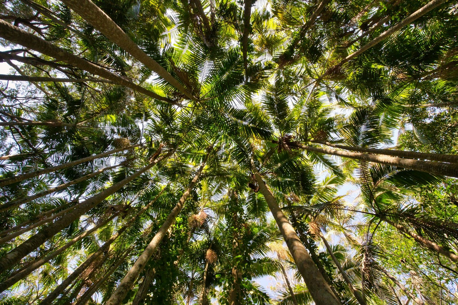 Port Macquarie — looking up at tall trees