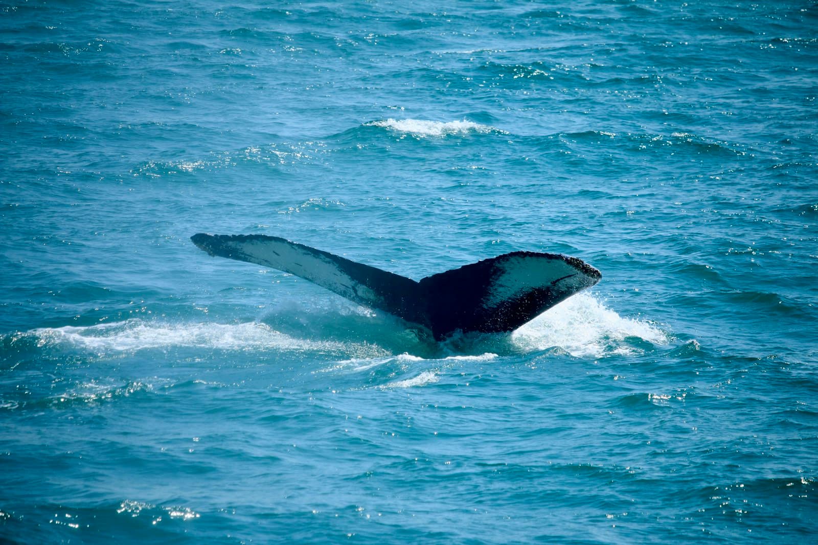 Provincetown — A whale's tail is visible in the ocean.