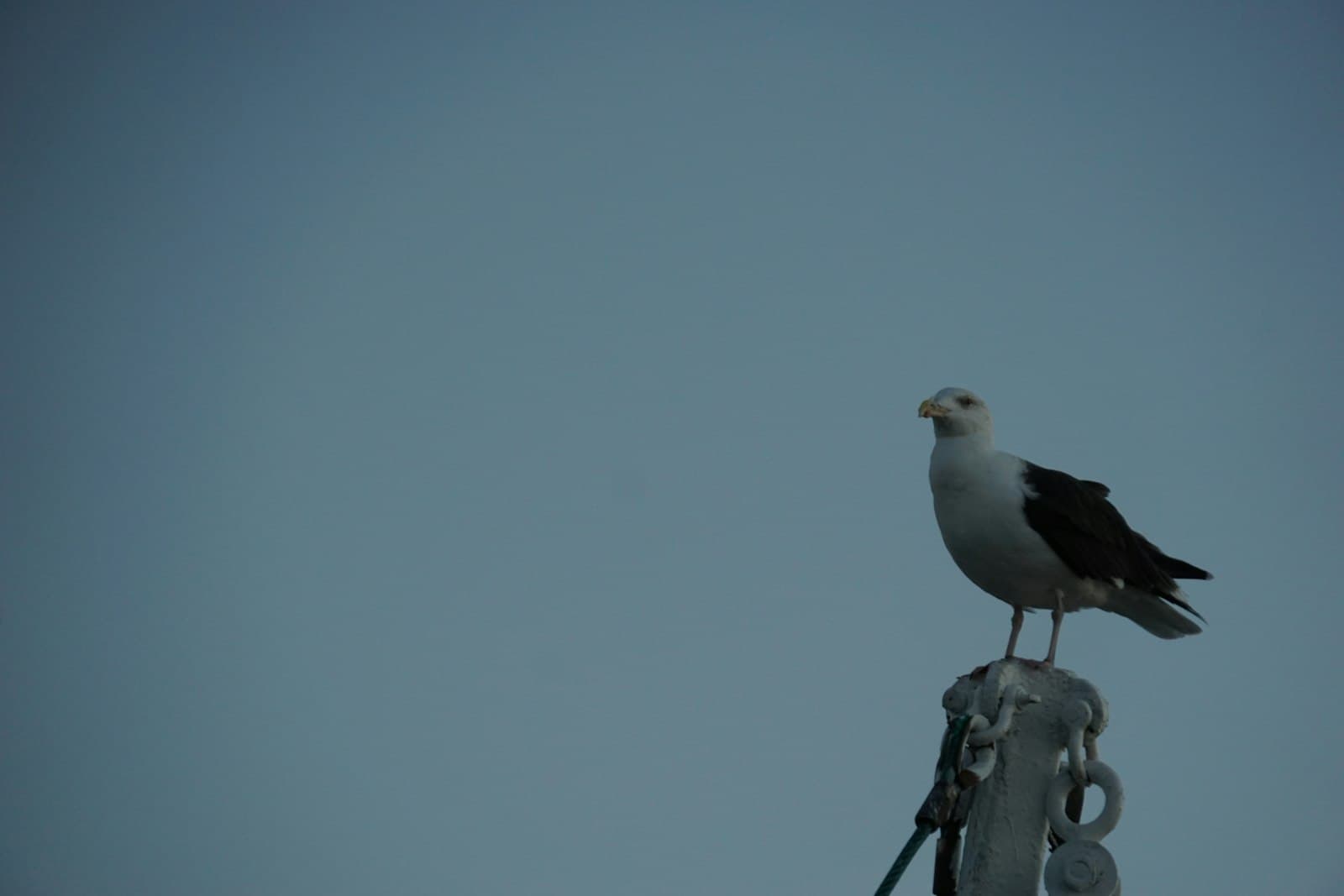 Provincetown — a bird on a post