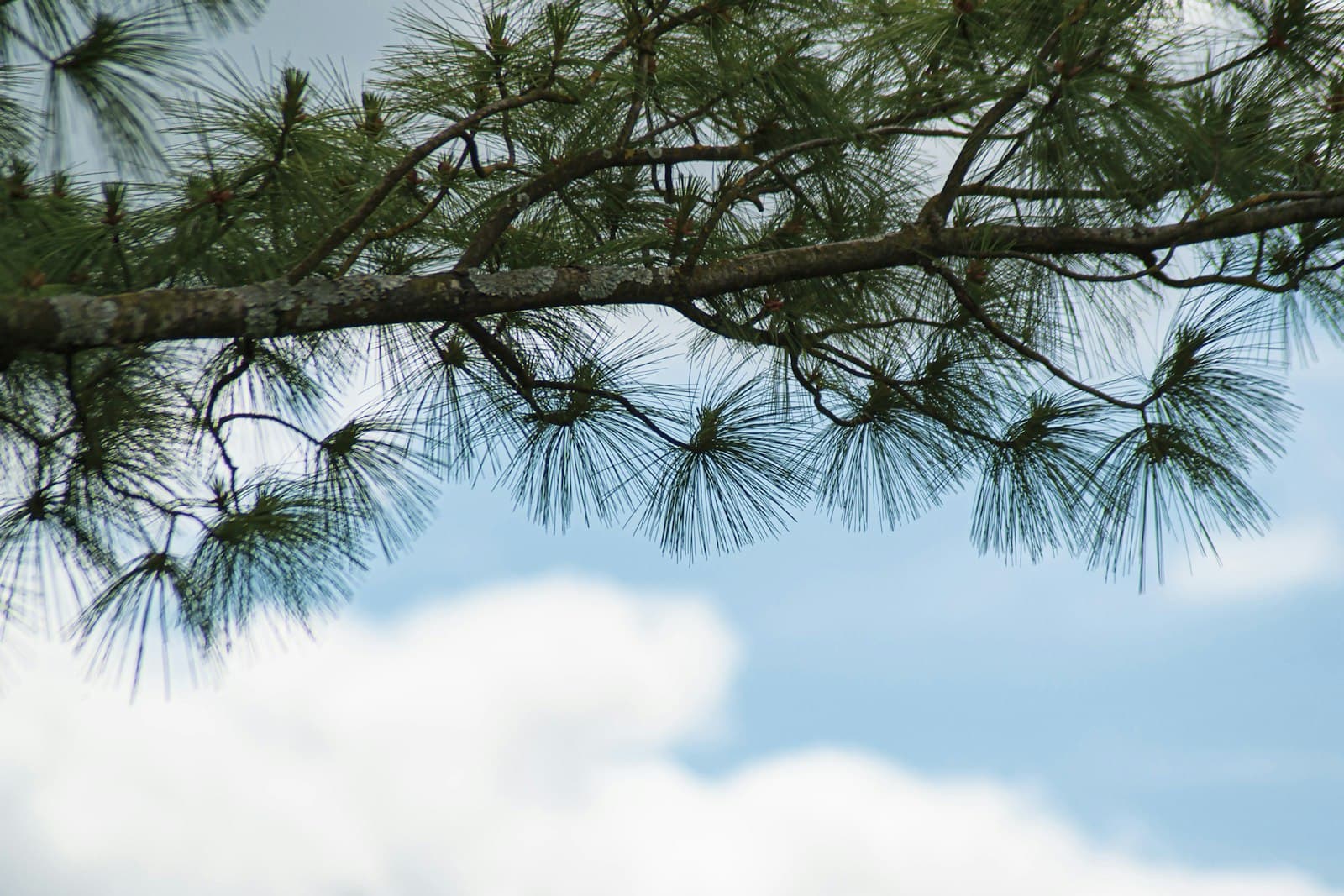 Provins — Pine tree branches against a cloudy blue sky.