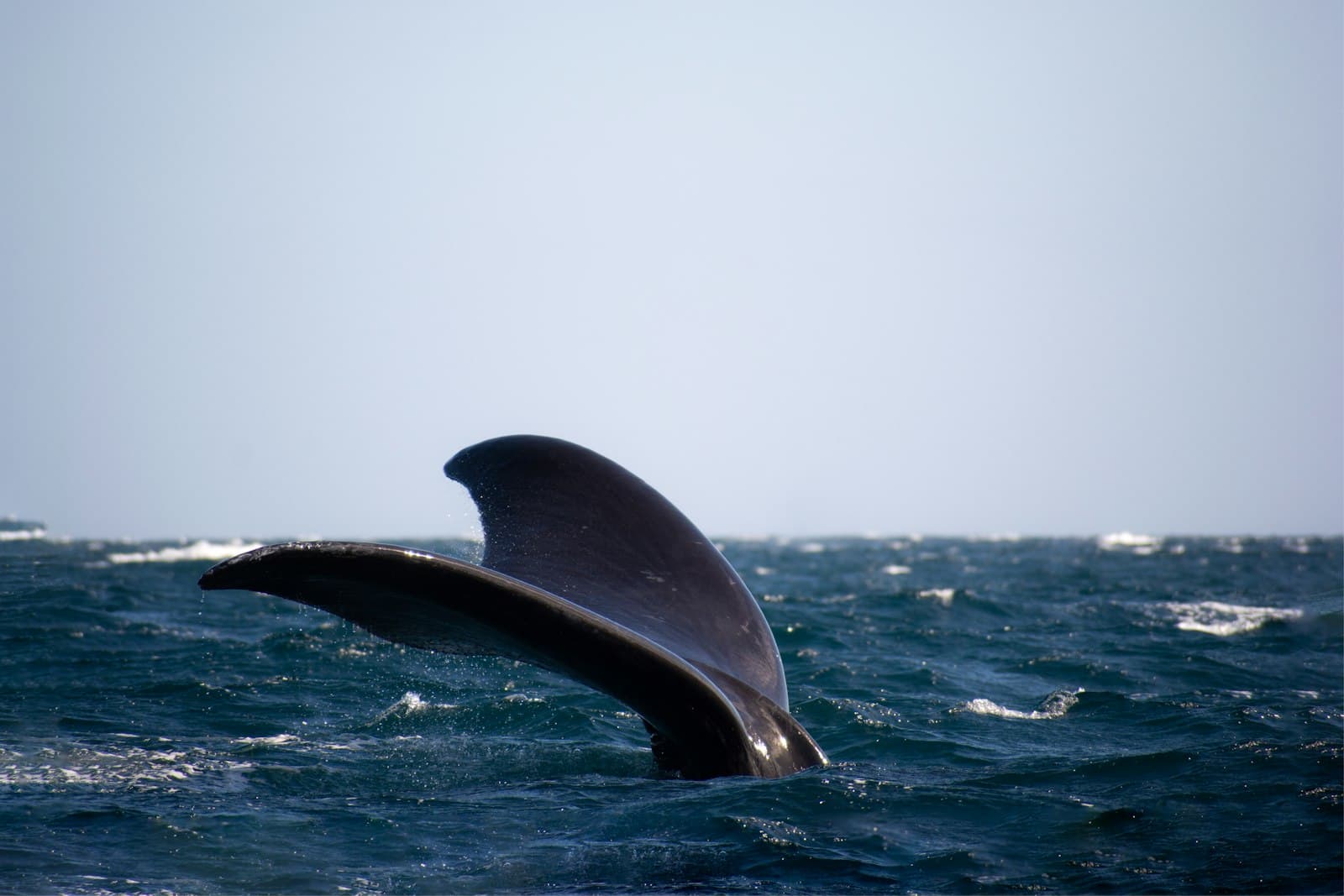 Puerto Madryn — a whale is jumping out of the water
