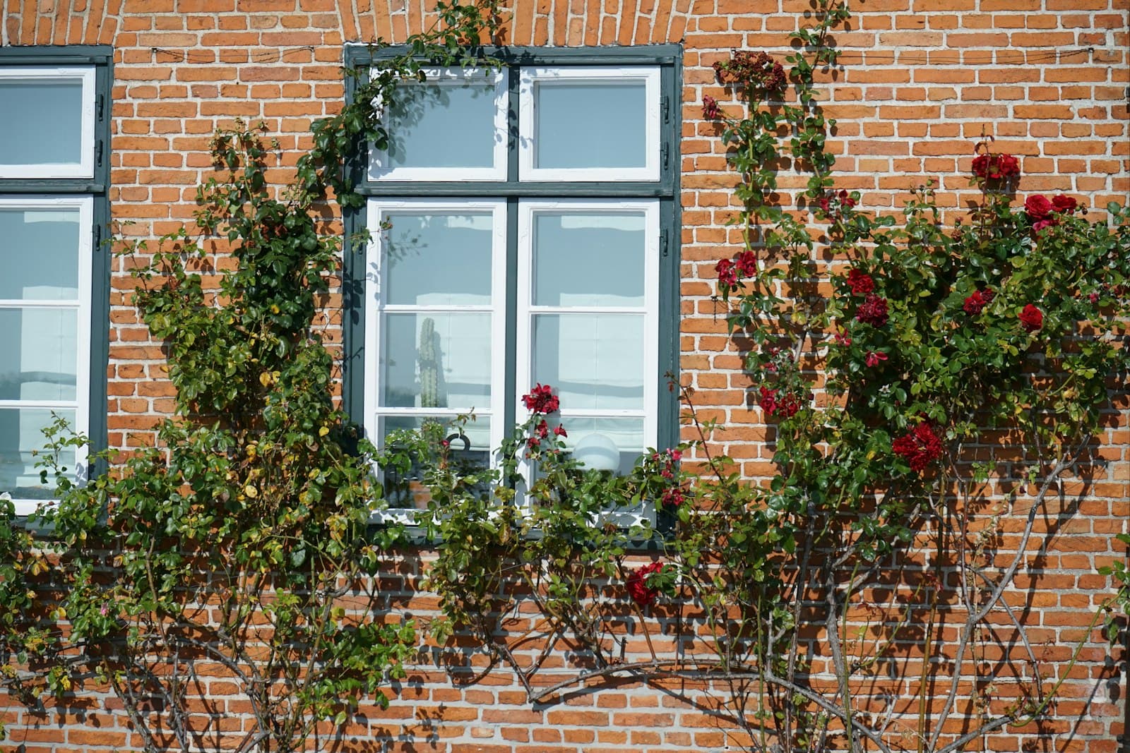 Putbus — green plants on brown brick wall