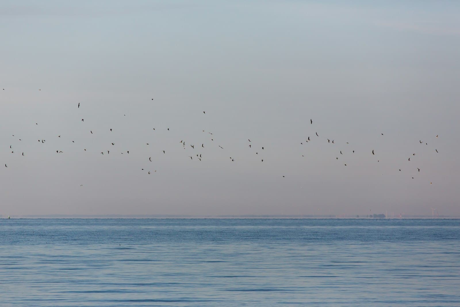 Putbus — Flock of birds flying over the ocean at dawn
