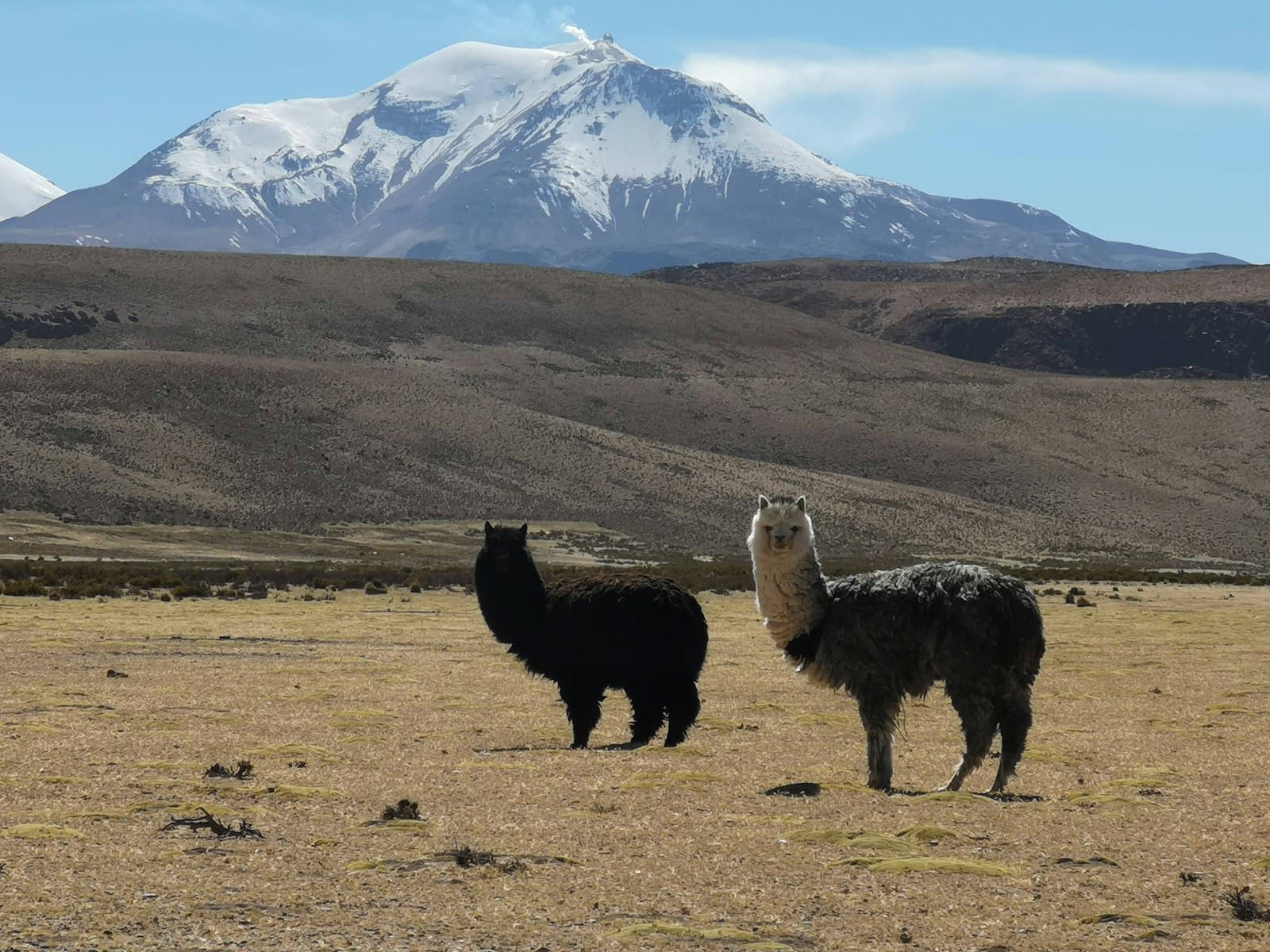 Putre — two llama on field