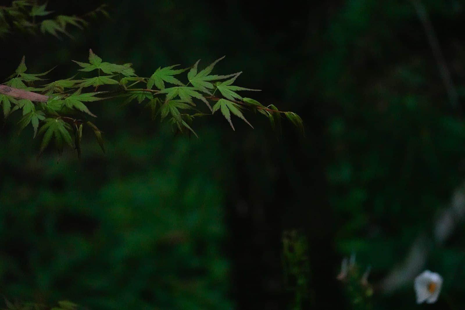 Quzhou — Green leaves on a tree branch with dark background