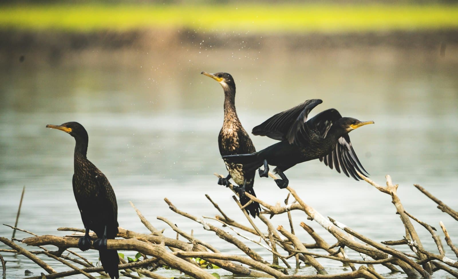 Rajshahi — a flock of birds sitting on top of a tree branch