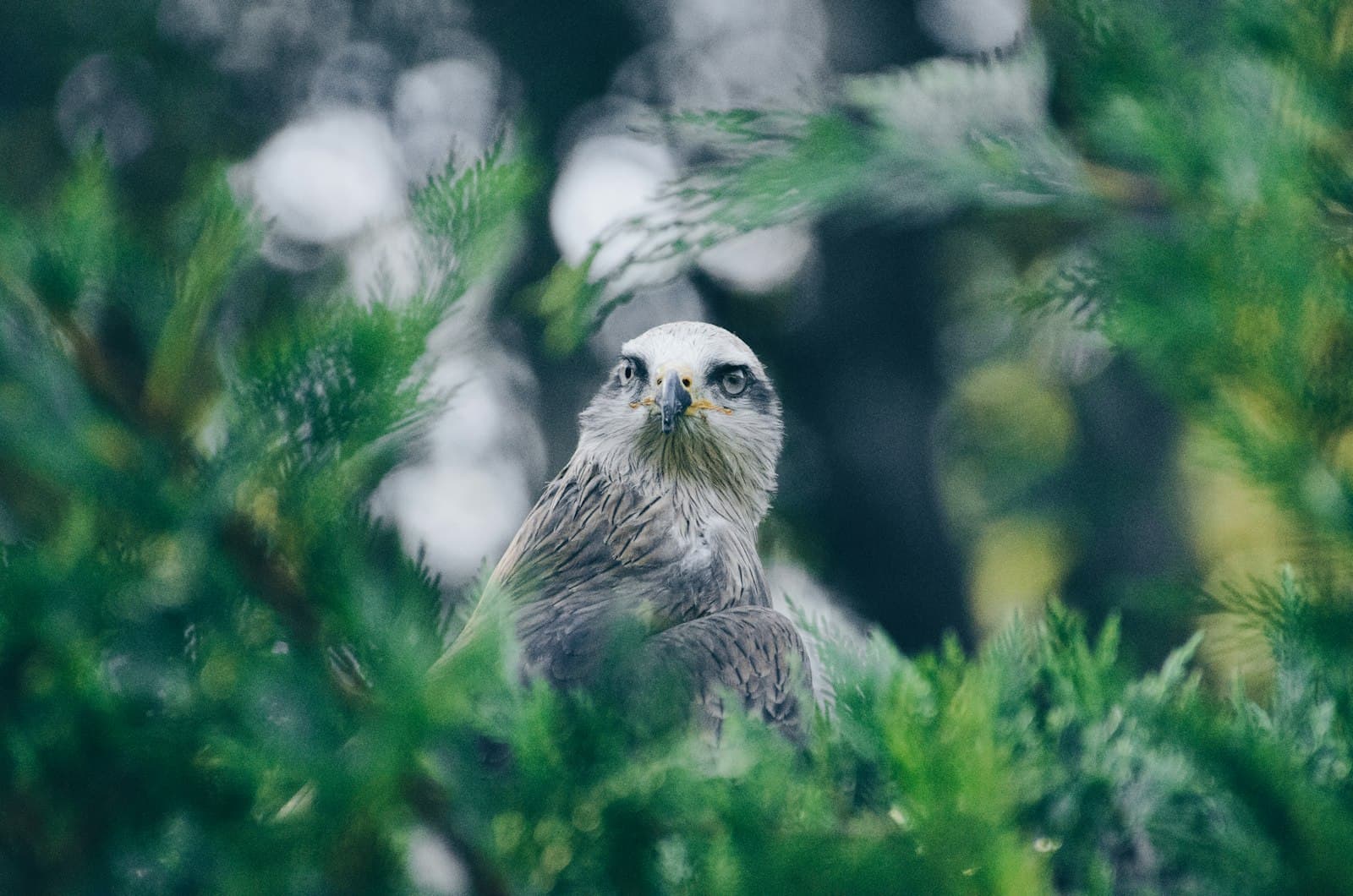 Rambouillet — shallow focus photography of bald eagle