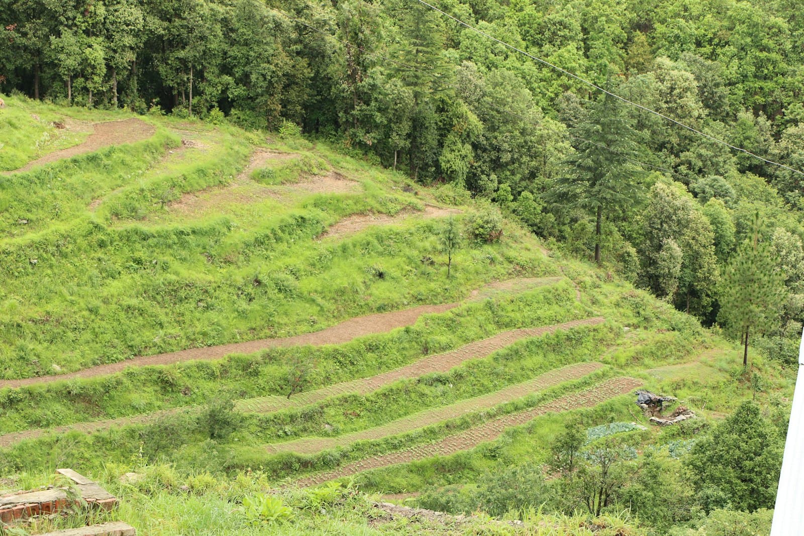 Ranikhet — green grass field and trees during daytime