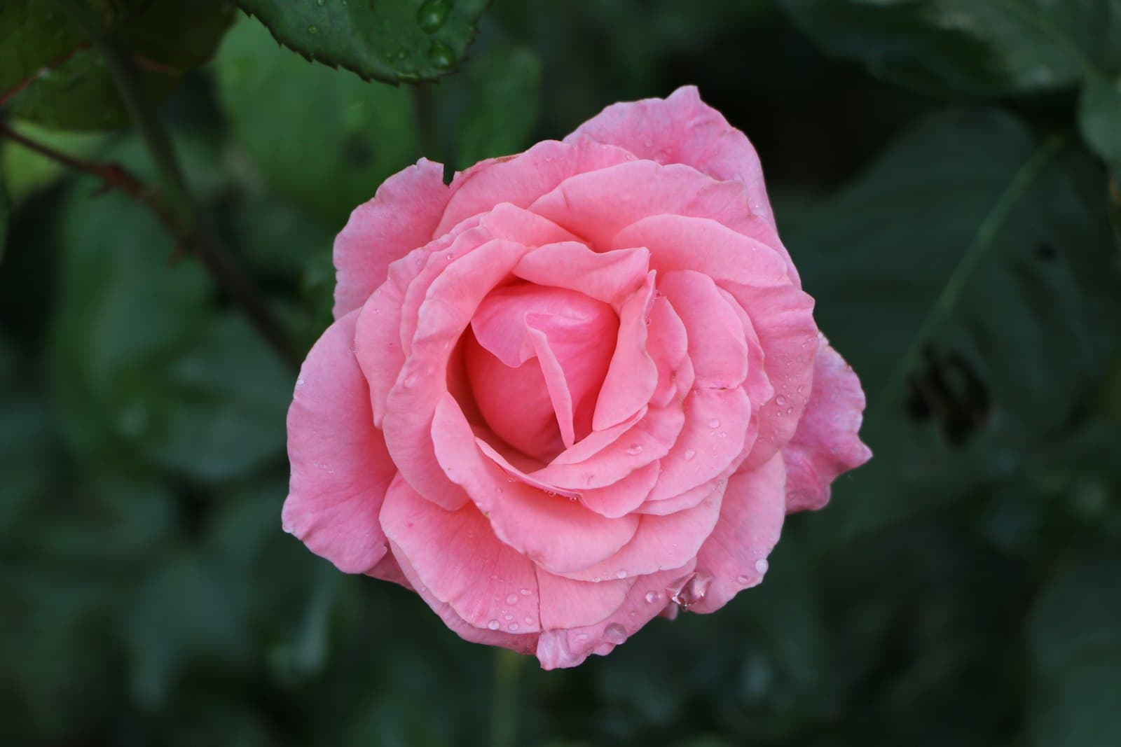 Ranikhet — pink rose in bloom during daytime