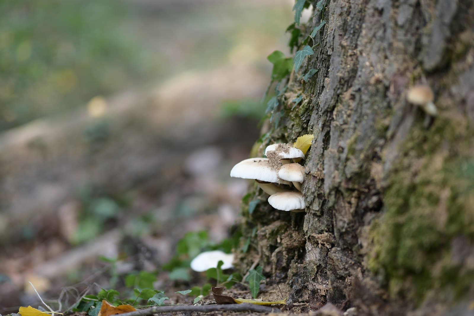 Reggio Emilia — mushrooms growing on a tree