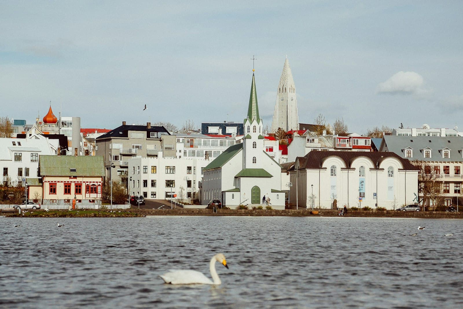 Reykjavík — photography of white swan floating on water body