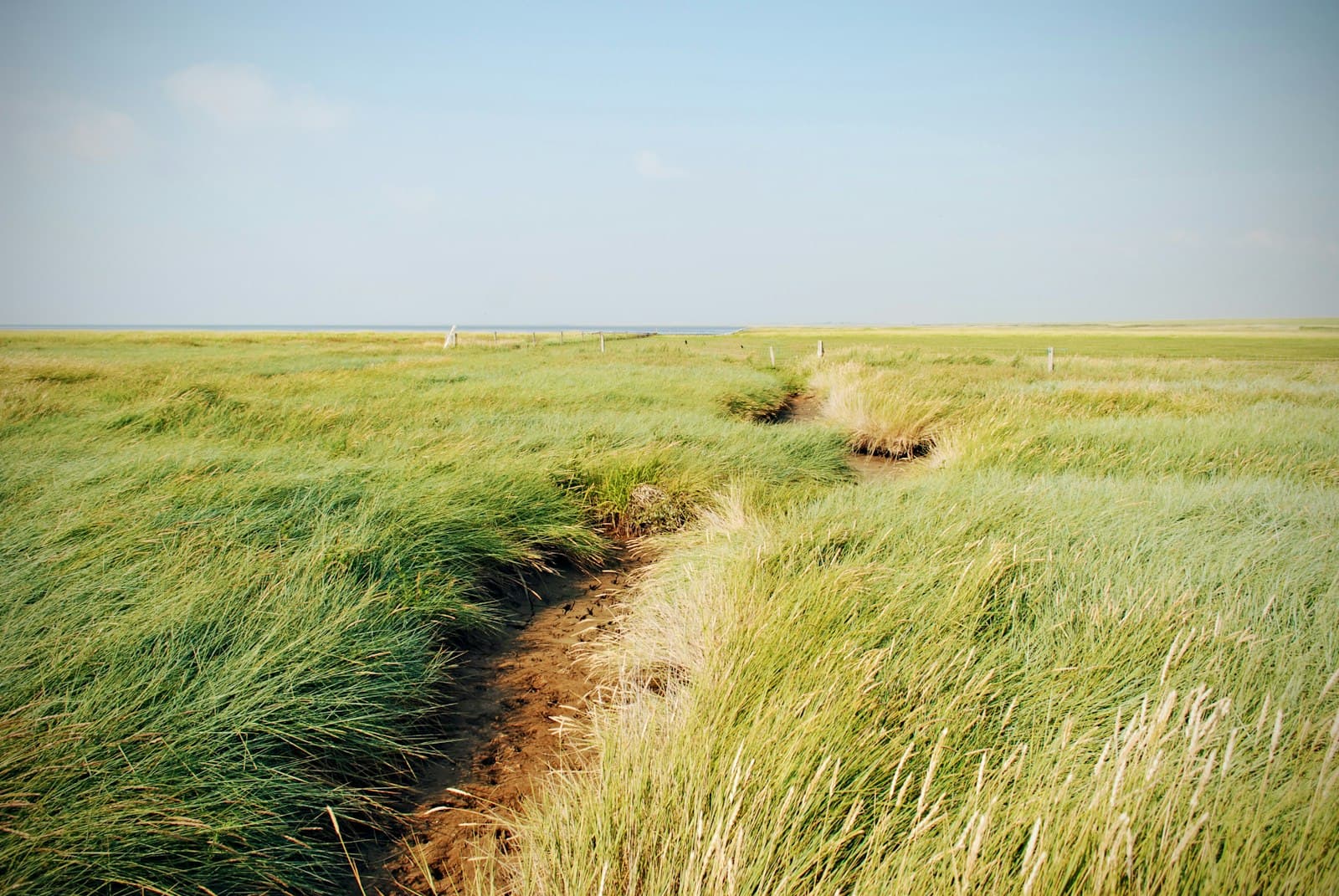 Ribe — a grassy field with a dirt road
