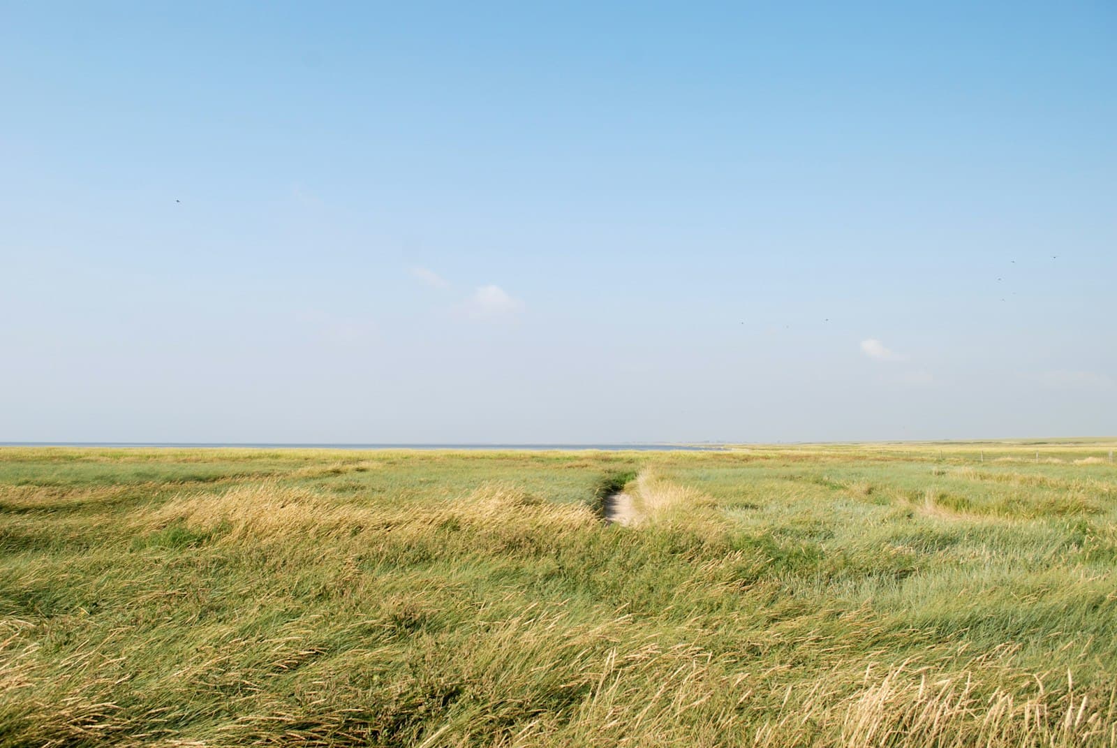 Ribe — a grassy field with a tree