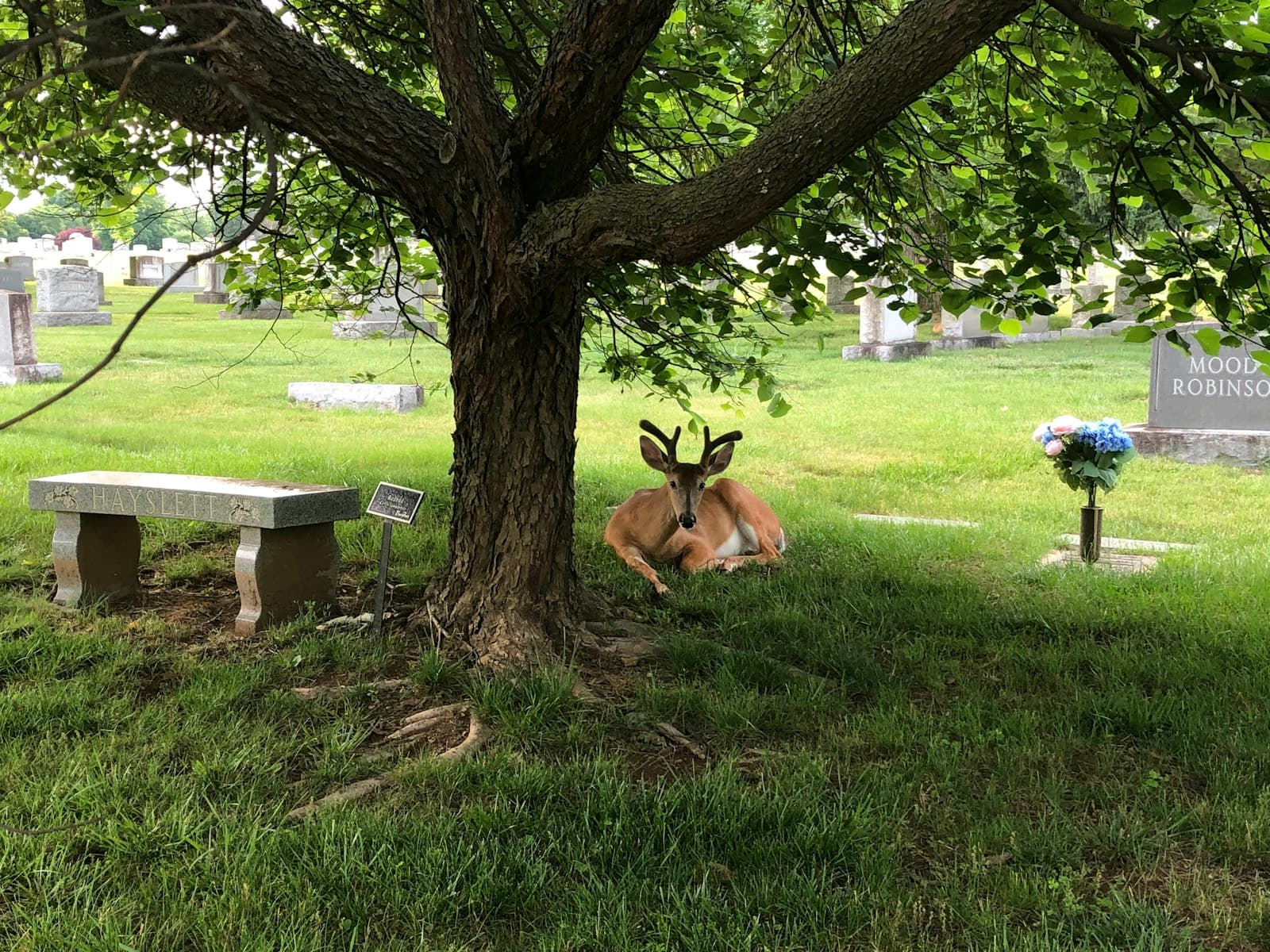 Roanoke — brown deer lying on green grass field during daytime