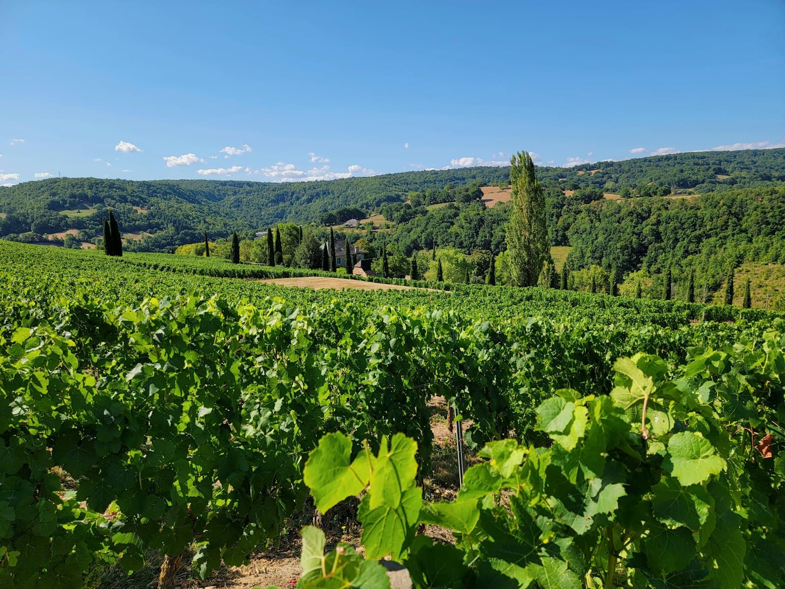 Rodez — a lush green field with trees and hills in the background