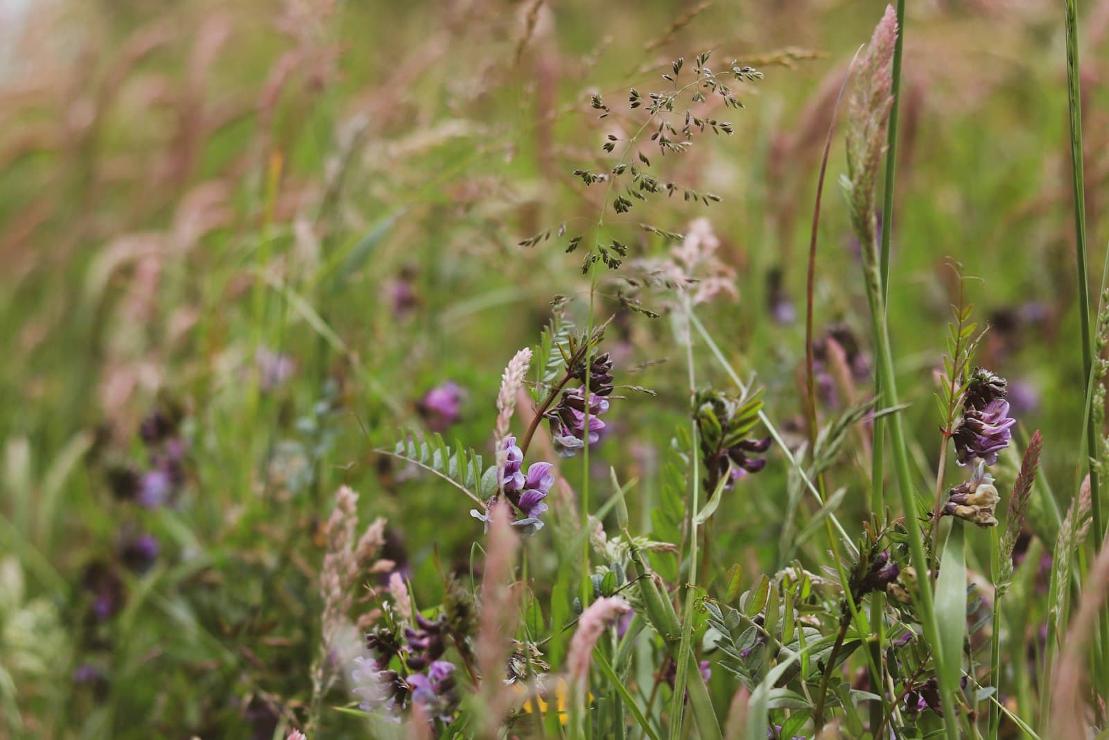 Roscommon — purple flower in tilt shift lens