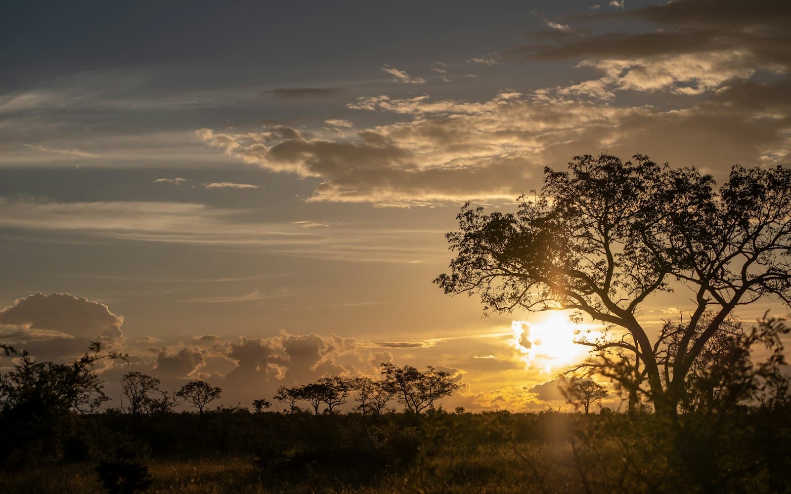 Sabie — green trees under cloudy sky during sunset