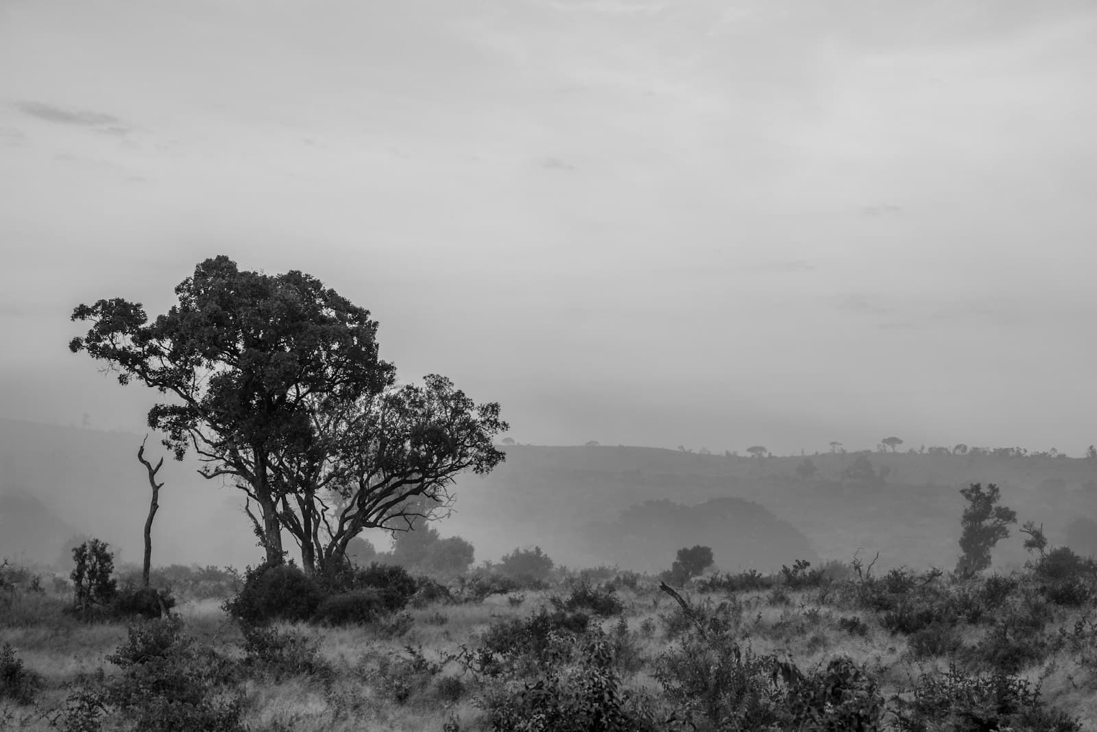 Sabie — green trees on green grass field during daytime