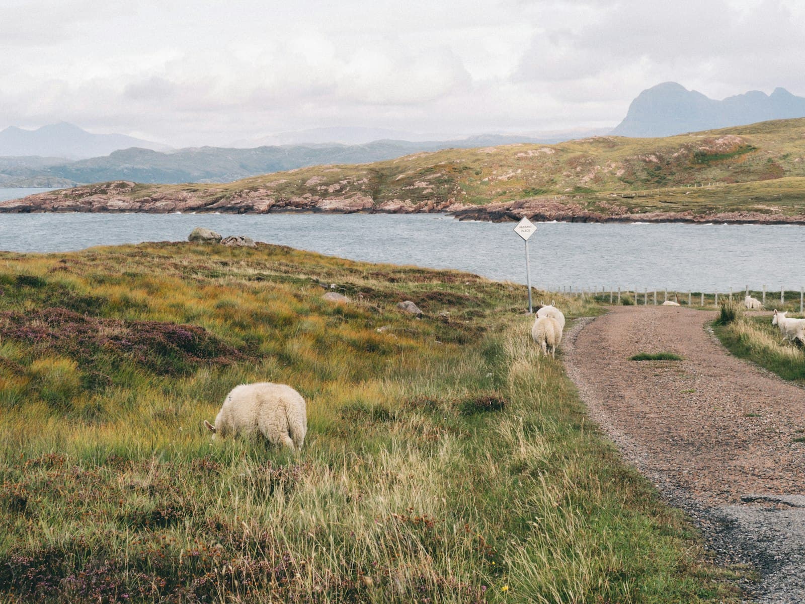 Saint Andrews — two sheeps on grass field near river
