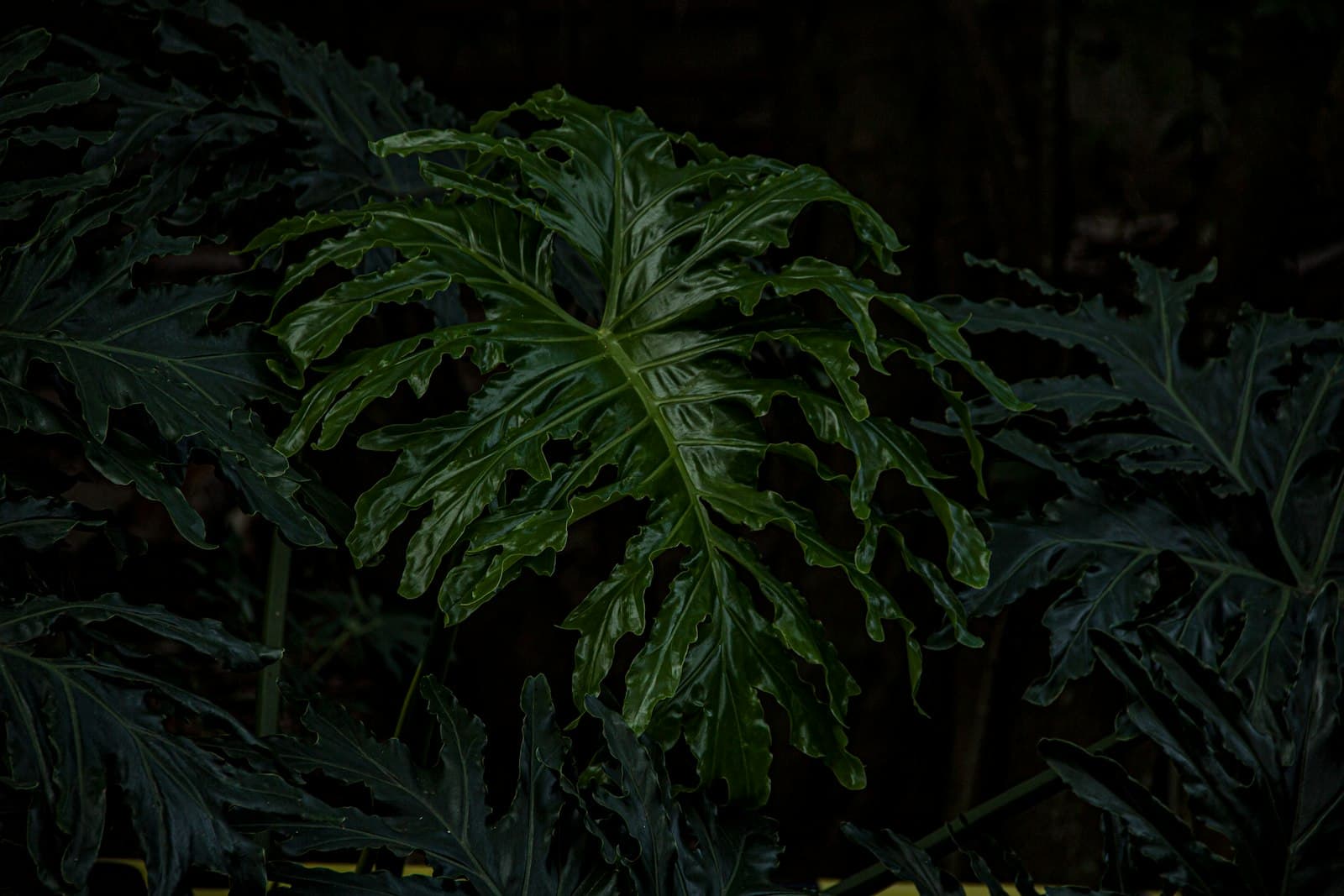 Salto — branch of green leaves