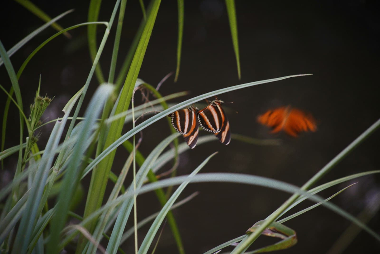 Salto — orange and black butterfly on green grass