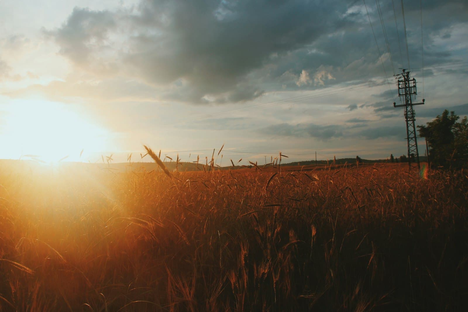 Samsun — brown grass field during sunset