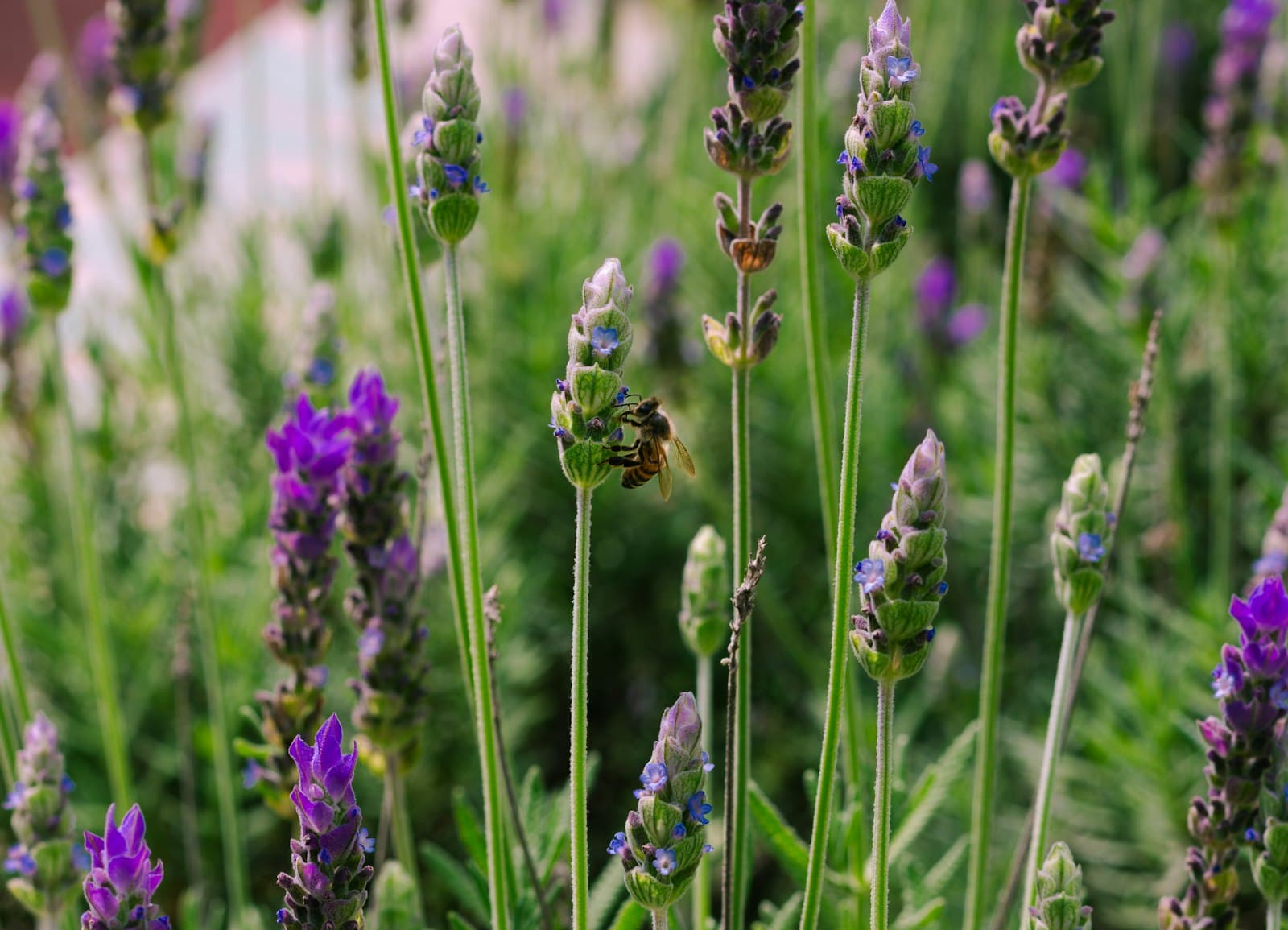 San Antonio de Areco — A bee pollinates lavender flowers in a garden.