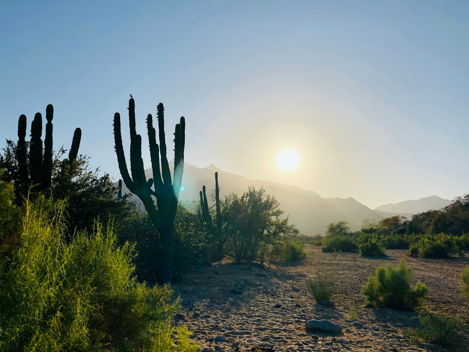 San José del Cabo — cactus plants on the ground during daytime