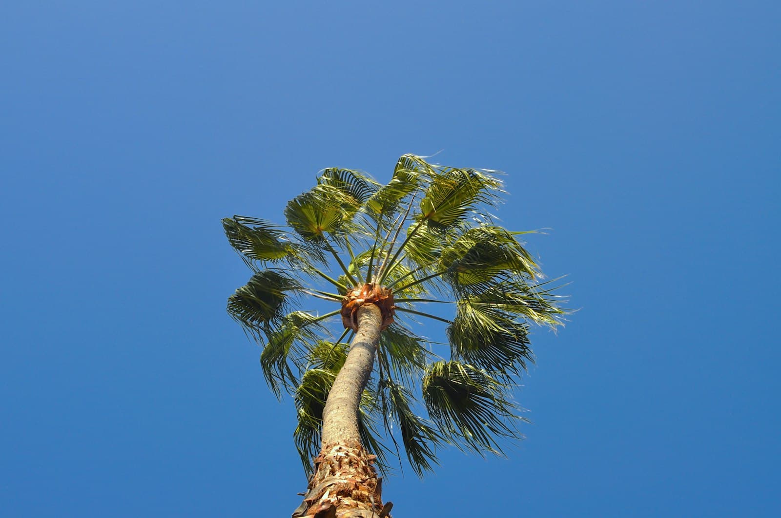 San Juan Capistrano — a tall palm tree with a blue sky in the background