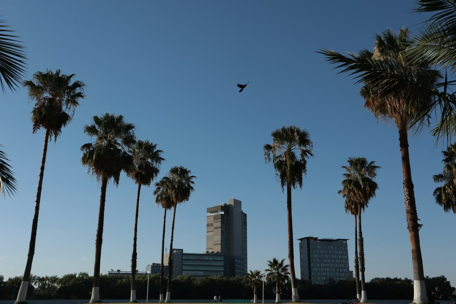 San Luis Potosí — a bird flying over palm trees in a city
