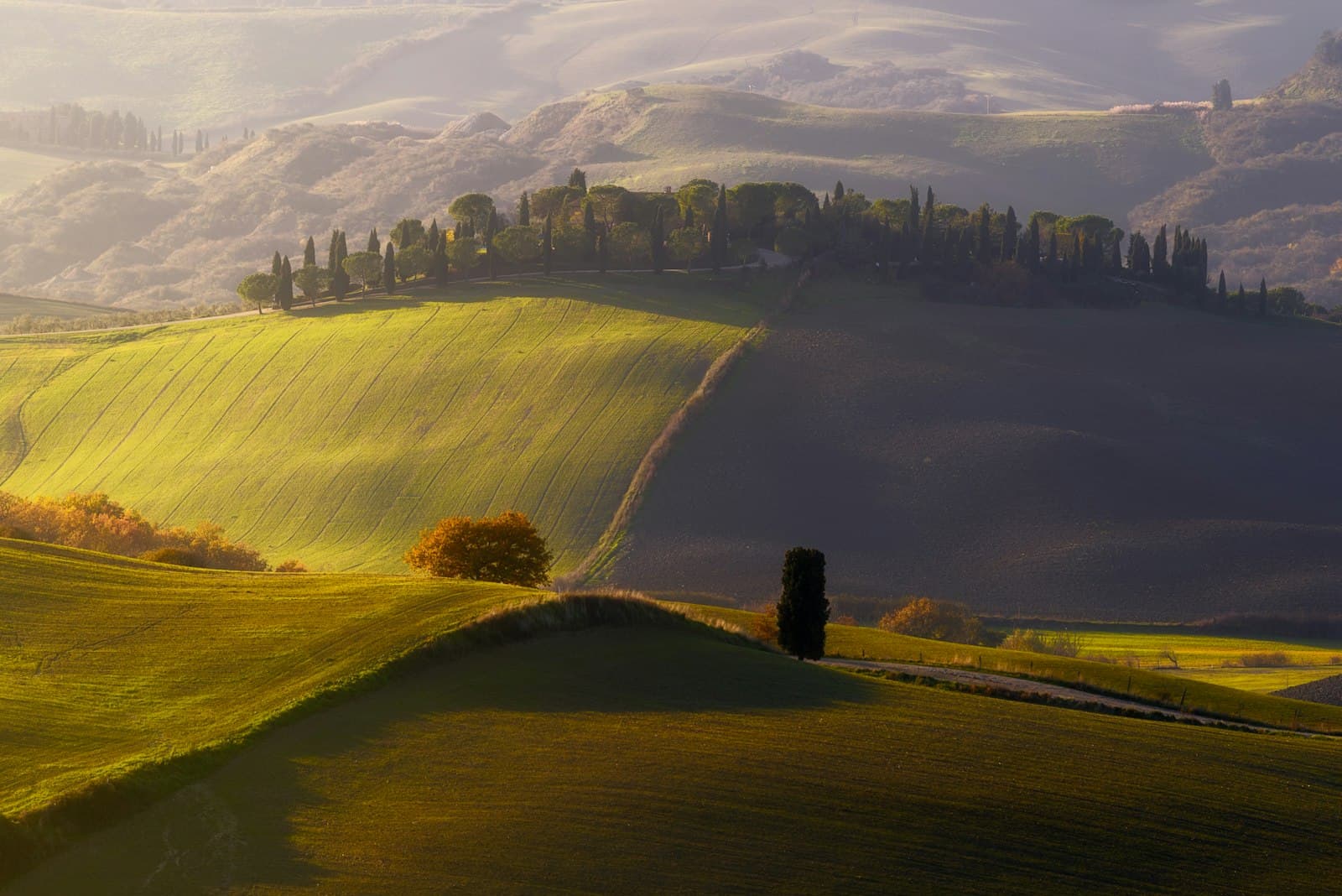 San Quirico d'Orcia — a lone tree in the middle of a green field