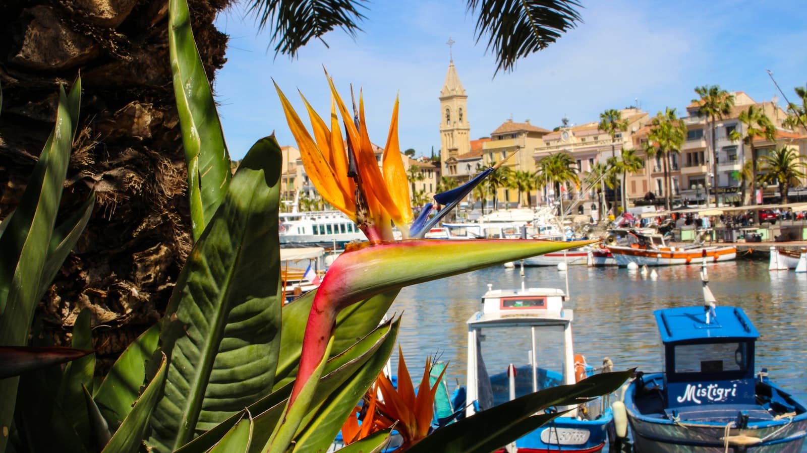 Sanary-sur-Mer — green palm tree near body of water during daytime
