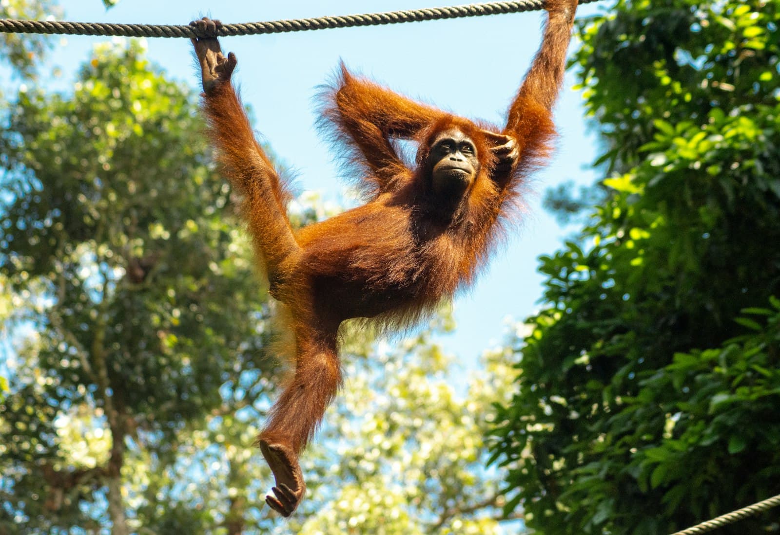 Sandakan — a monkey hanging from a rope in a forest