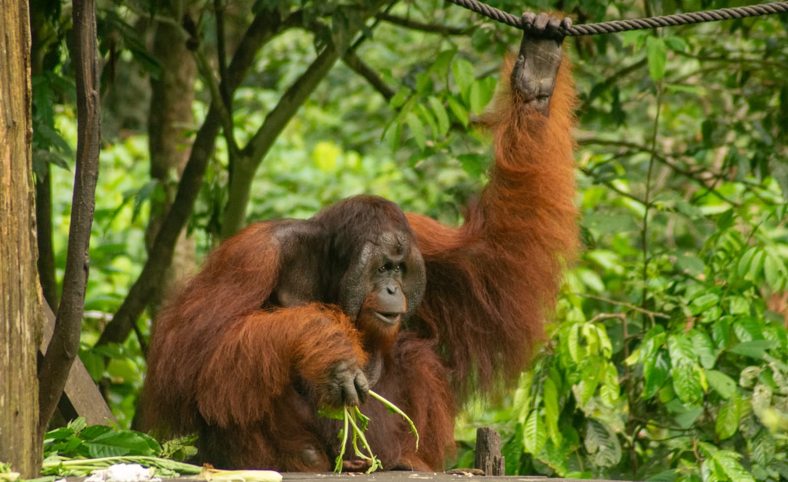 Sandakan — an orangutan hanging from a rope in a forest