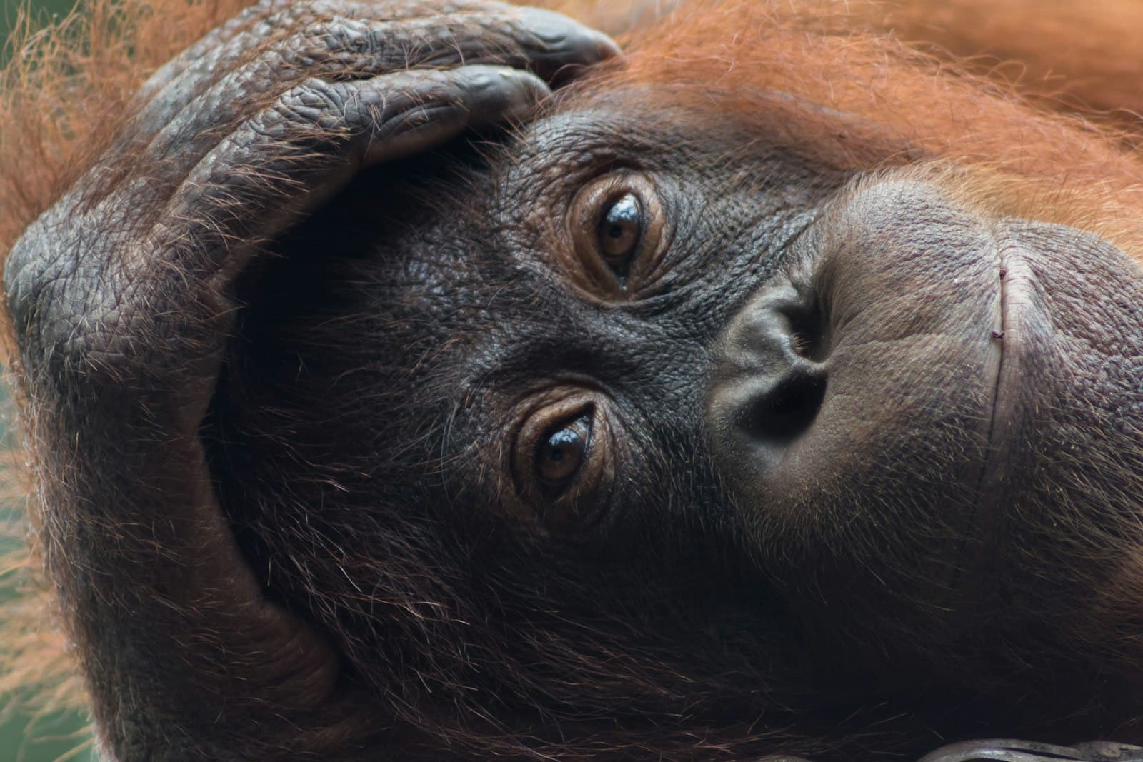 Sandakan — brown Chimpanzee