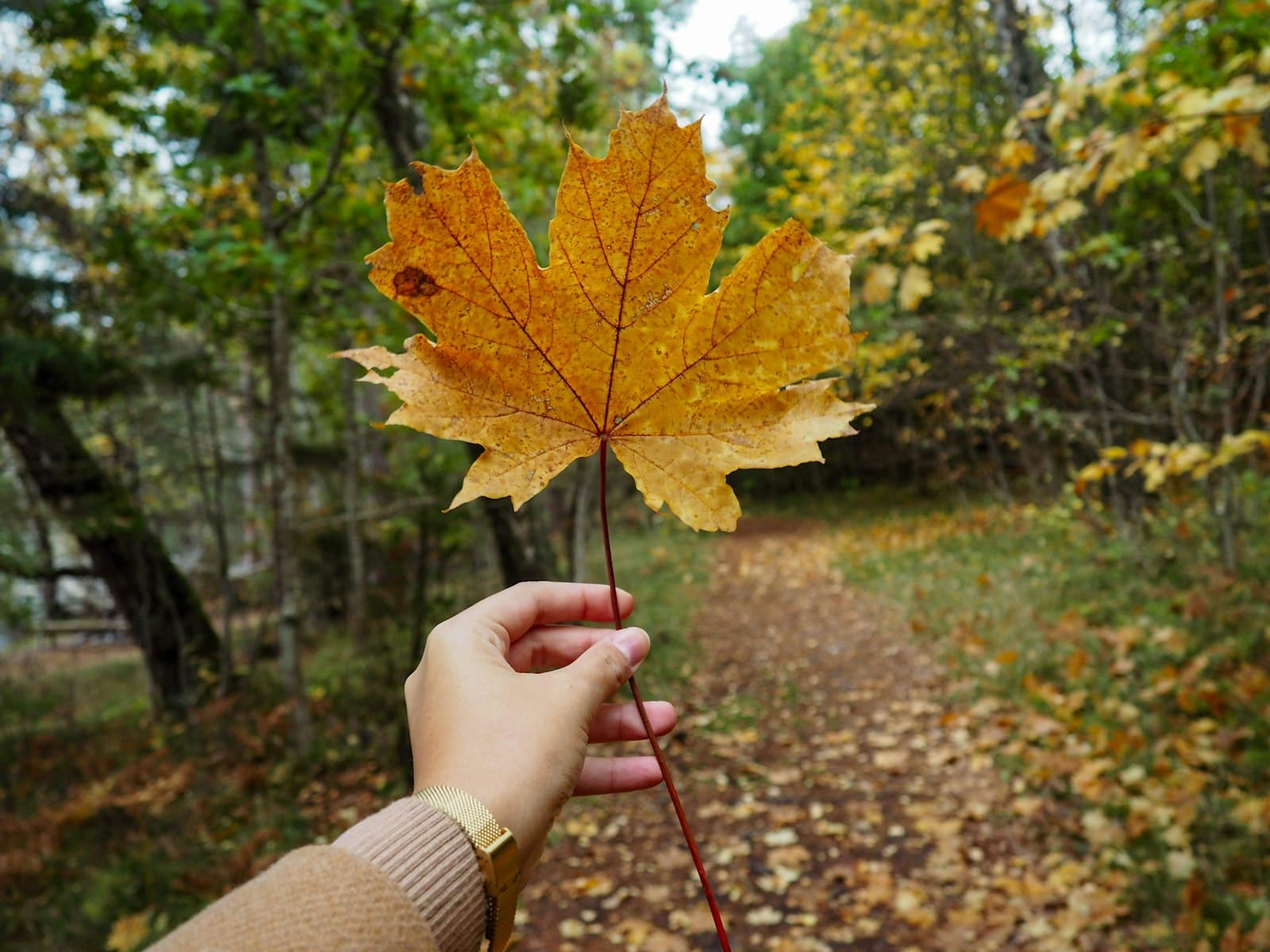 Sandefjord — person holding yellow maple leaf