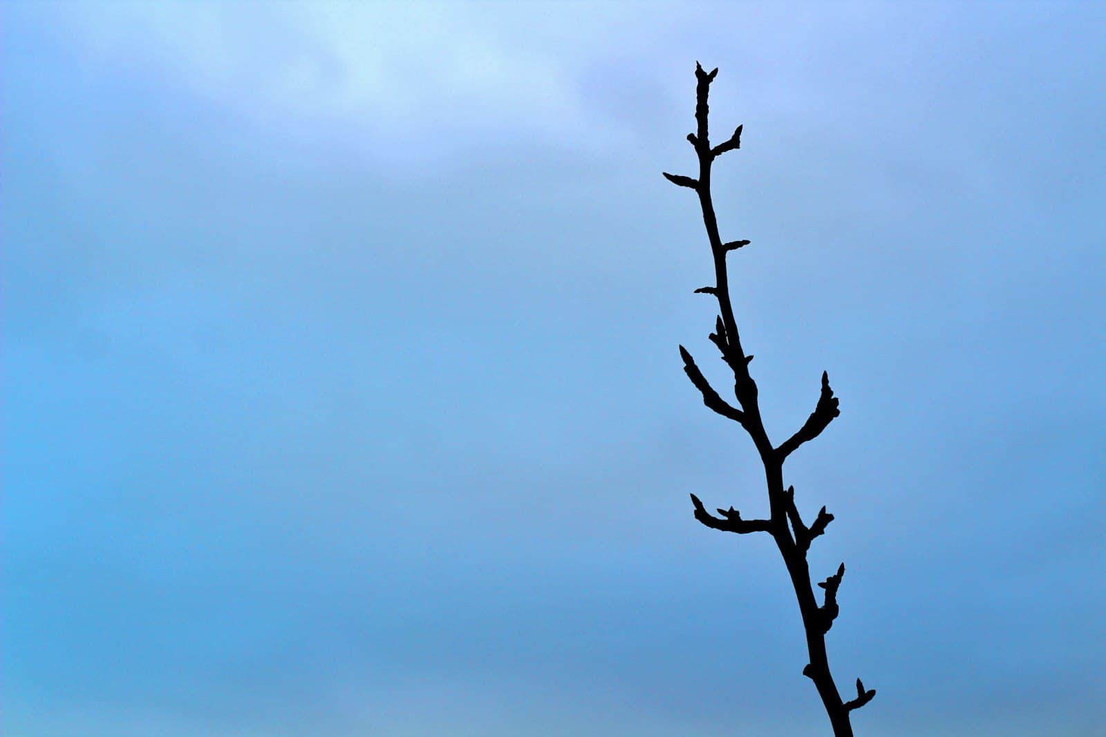 Sandwich — leafless tree under white clouds