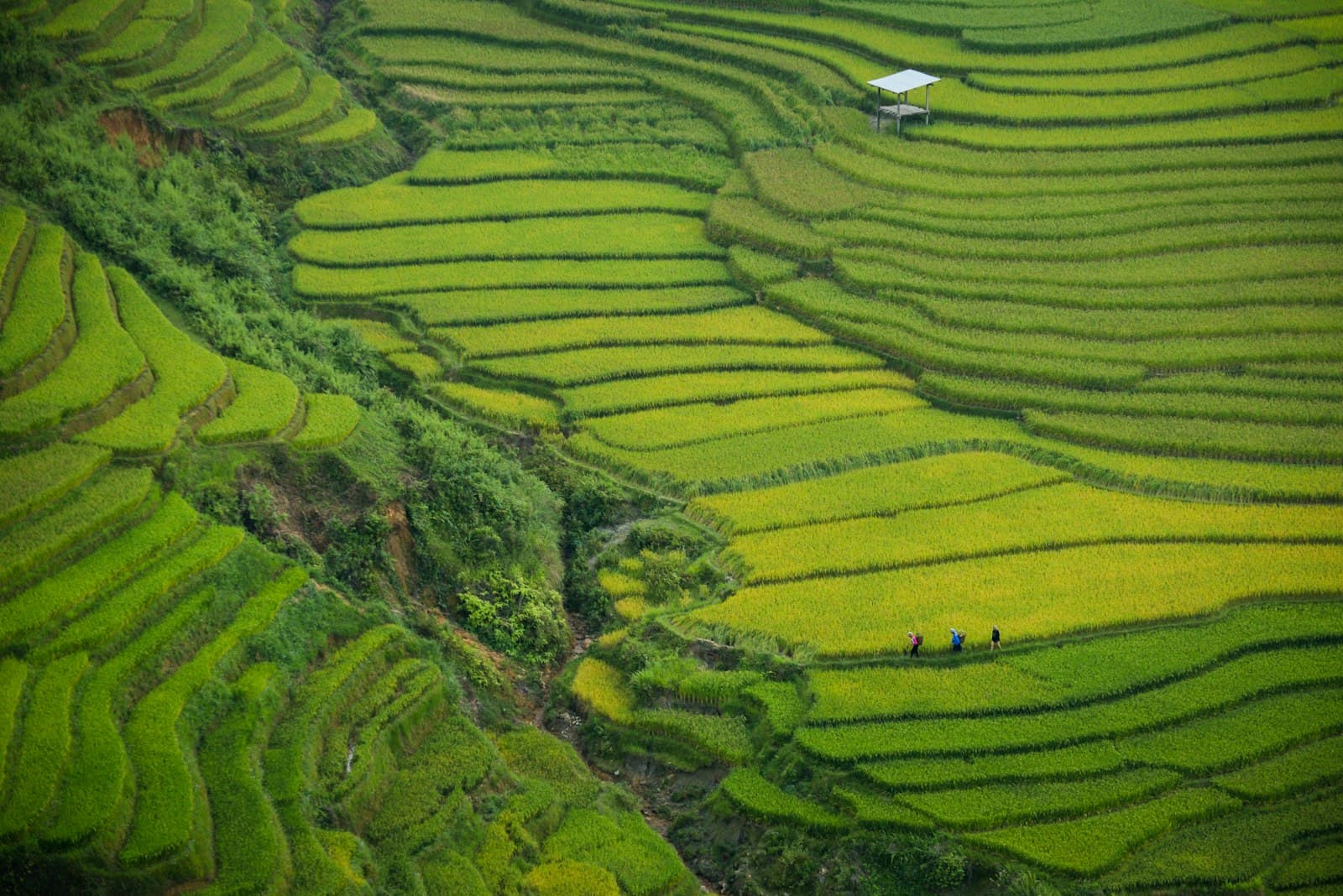 Sapa — aerial photography of green mountain