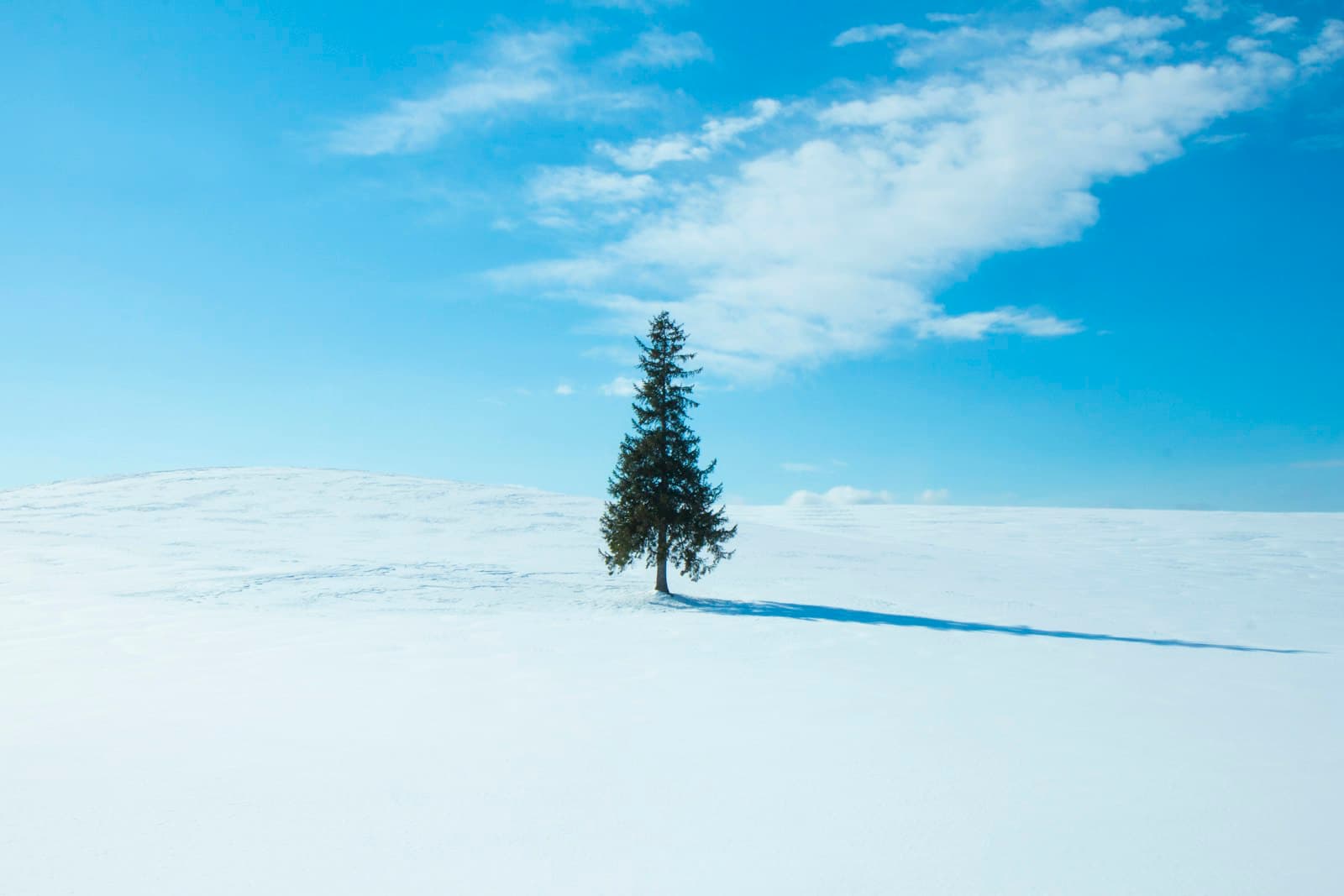 Sapporo — green pine tree at middle of field