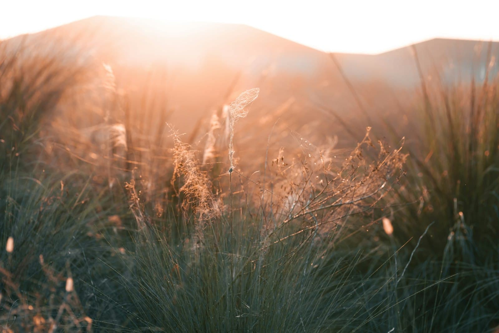 Sarasota — a field of tall grass with a mountain in the background
