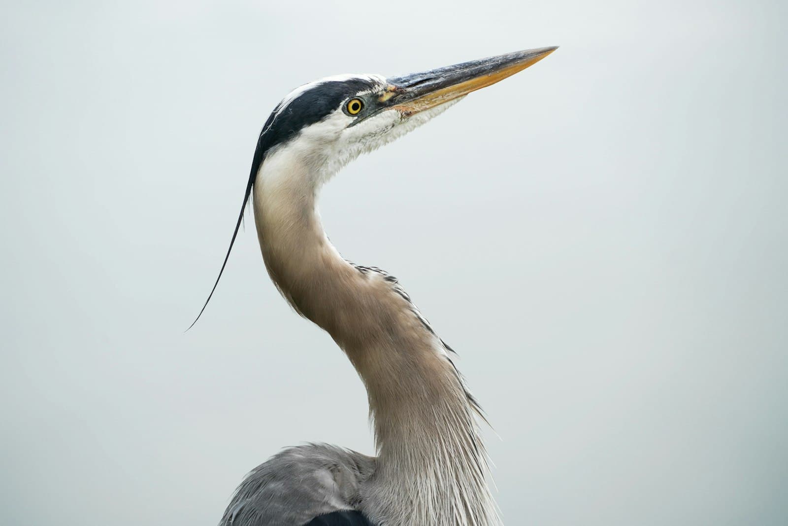 Sarasota — white and black bird in close up photography