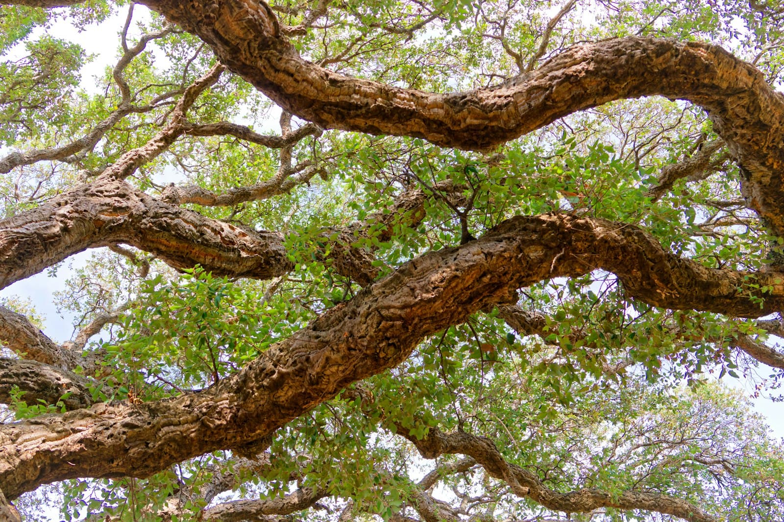 Sartène — Gnarled tree branches with green leaves forming a canopy.
