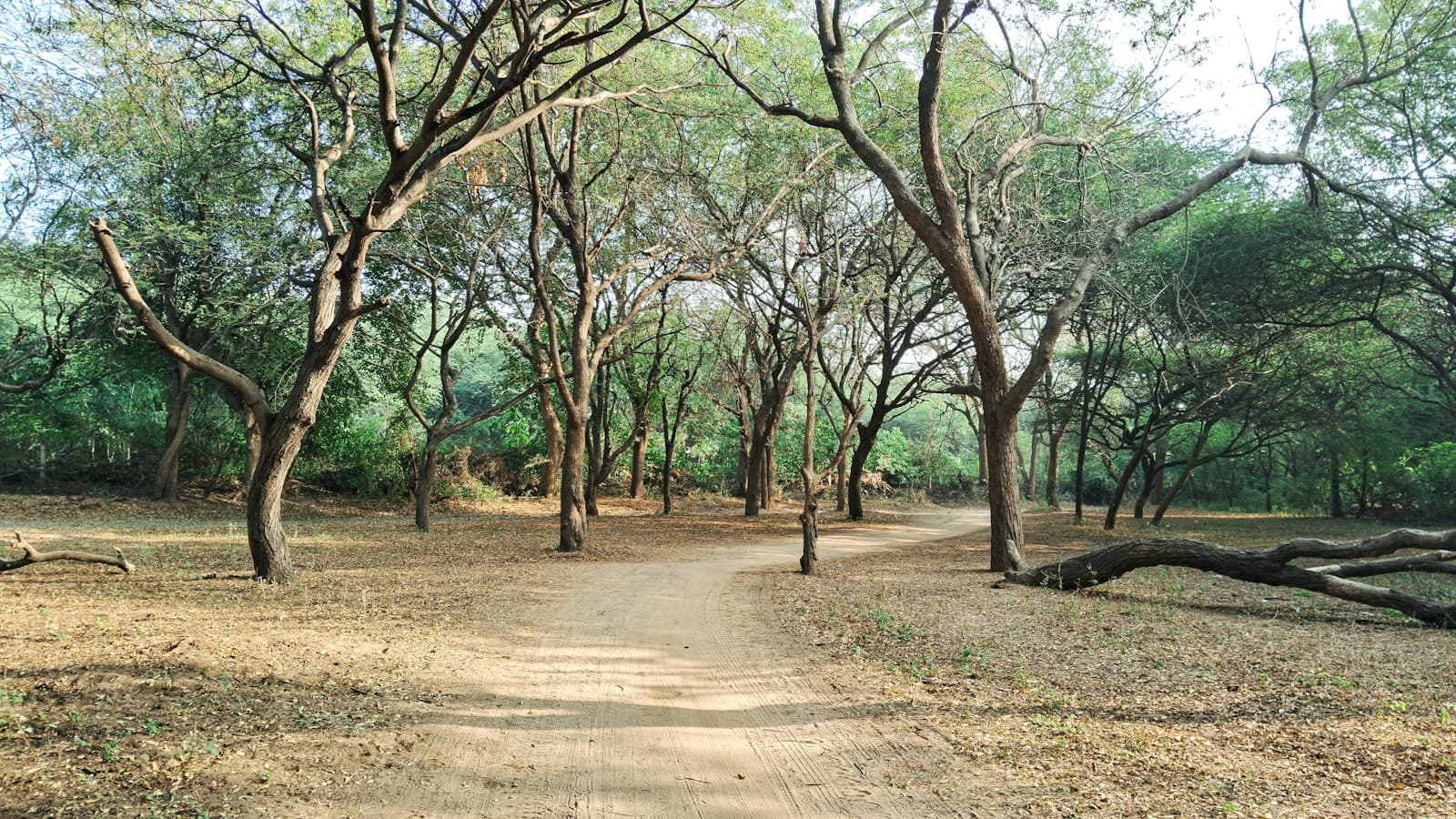 Sasan Gir — a dirt road in the middle of a forest