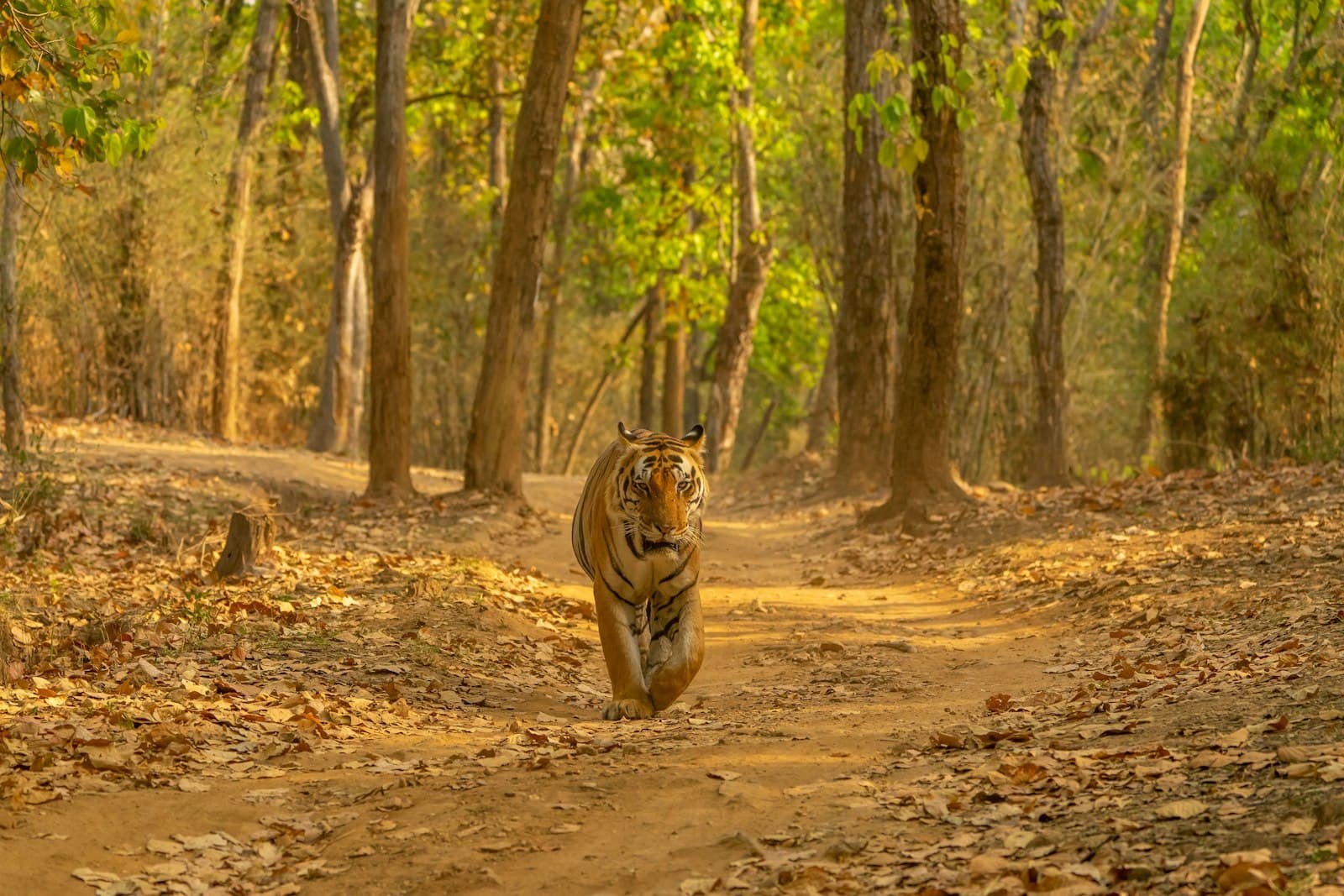 Sasan Gir — brown tiger on brown ground during daytime