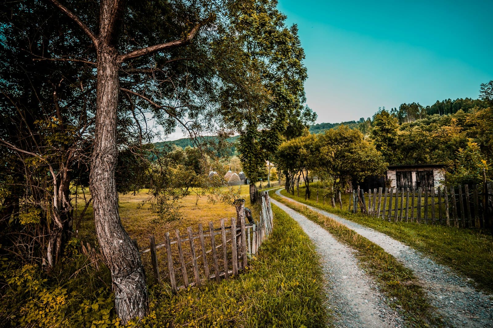 Saschiz — green trees and grass field during daytime