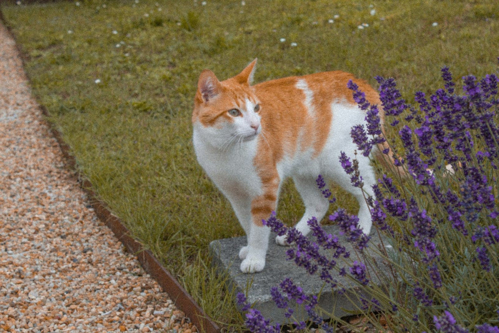 Saumur — an orange and white cat standing on top of a rock